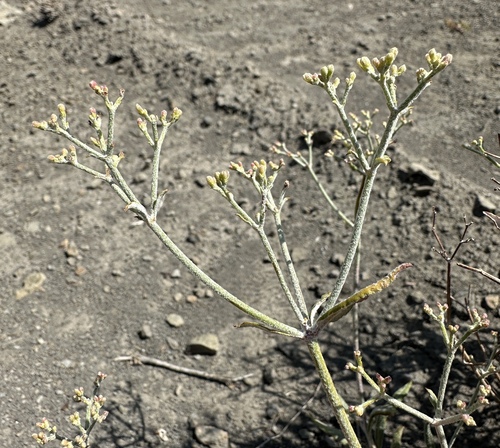 Lanceleaf Buckwheat (Eriogonum lancifolium)
