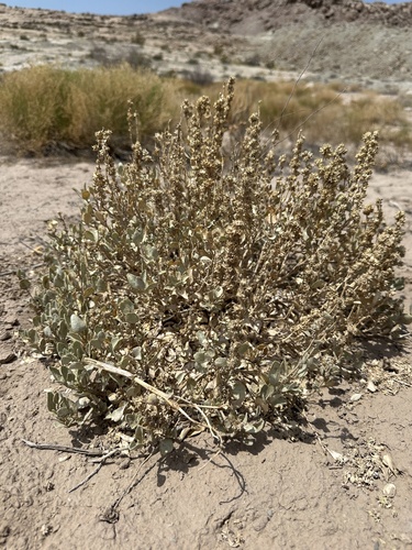 Gardner's Saltbush (Atriplex gardneri)