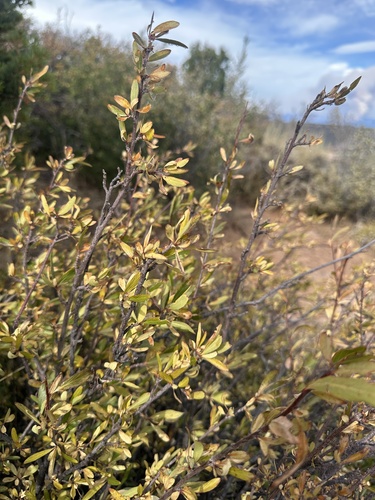 wild crab apple (Peraphyllum ramosissimum)