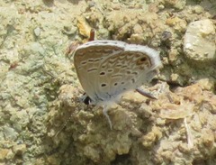 Hemiargus hanno