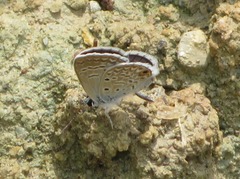 Hemiargus hanno