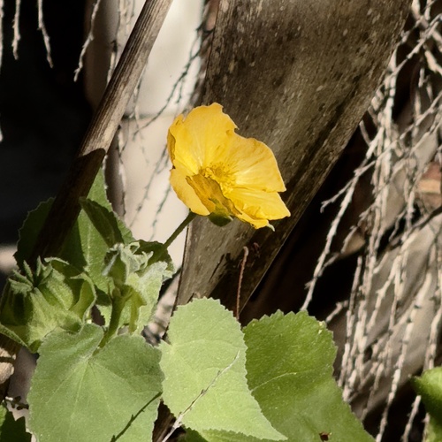 Abutilon californicum (Abutilon californicum)