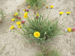 Hysterionica jasionoides