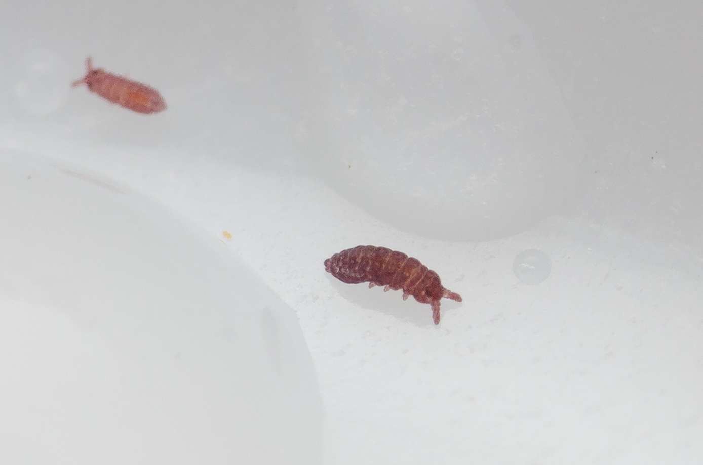 Brachystomella parvula (Schäffer, 1896)