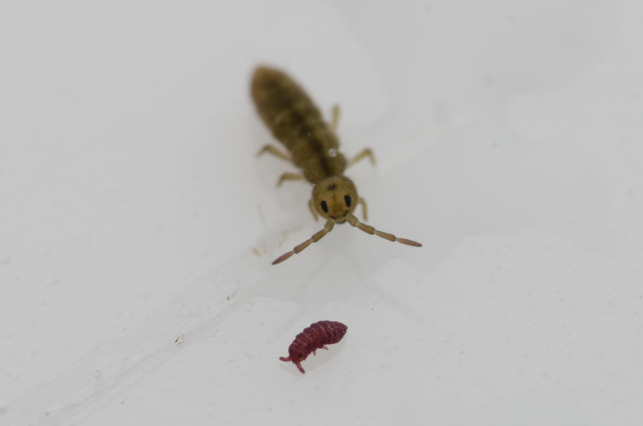 Brachystomella parvula (Schäffer, 1896)