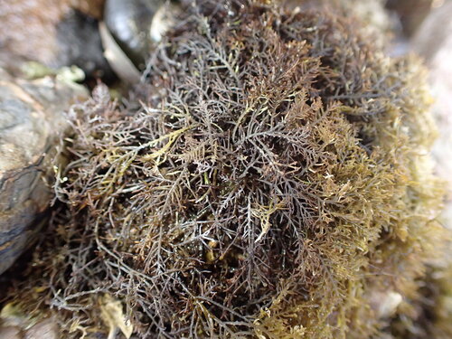 Gelidium caulacantheum observed 2025-12-08