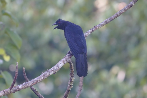 Bornean Black Magpie (Platysmurus aterrimus), photo 10