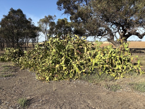 Drooping Pricklypear
