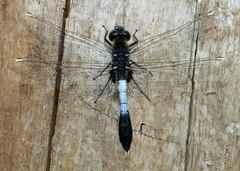 Leucorrhinia caudalis