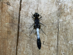 Leucorrhinia caudalis