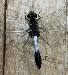 Leucorrhinia caudalis