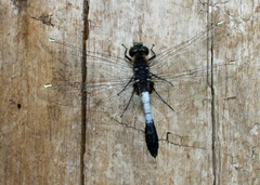 Leucorrhinia caudalis