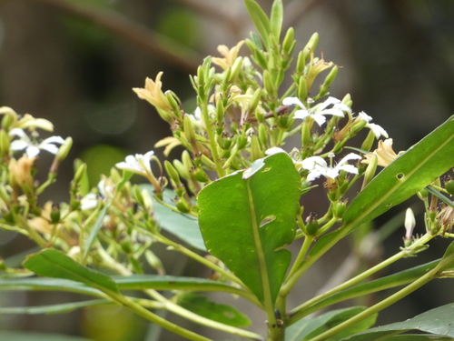 Scaevola cylindrica observed 2025-12-06