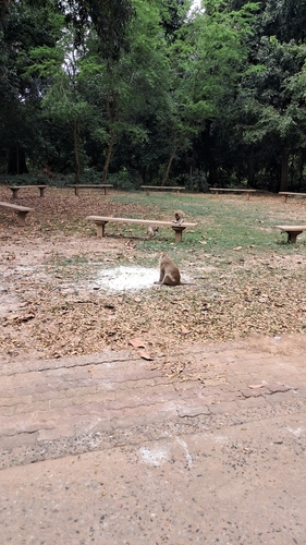 Long-tailed Macaque