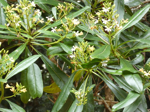 Scaevola cylindrica observed 2025-12-06