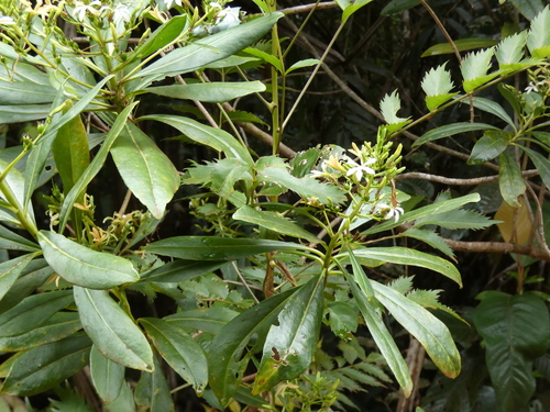 Scaevola cylindrica observed 2025-12-06