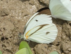 Ganyra