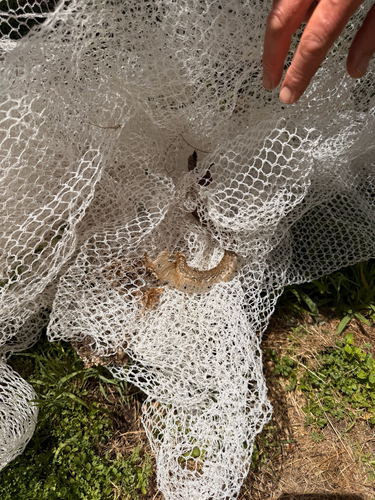 Eastern Brown Snake sighting