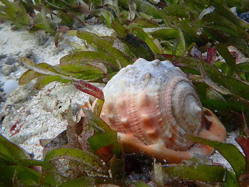Cypraecassis rufa, 2025-12-10