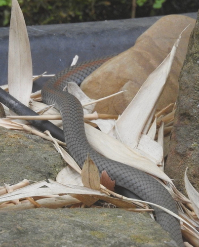 Yellow-faced Whipsnake sighting