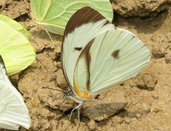 Ganyra