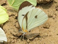 Ganyra