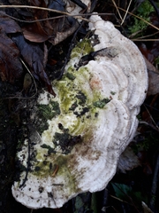 Trametes gibbosa