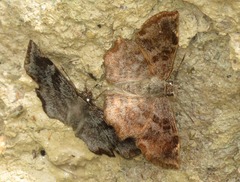 Antigonus erosus