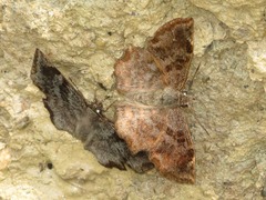 Antigonus erosus