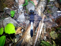 Leucorrhinia caudalis