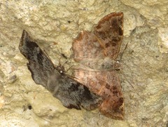 Antigonus erosus
