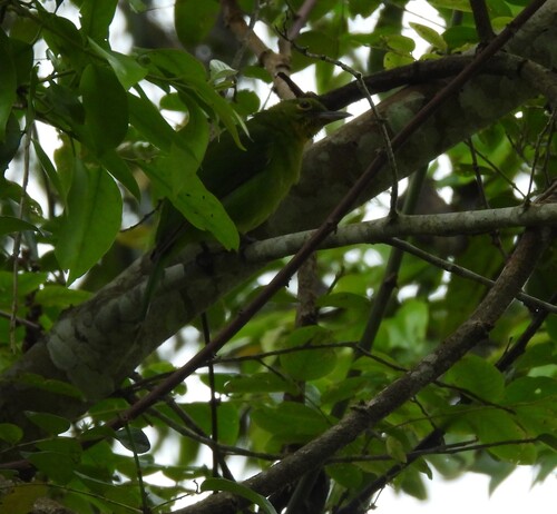 Greater Green Leafbird (Chloropsis sonnerati), photo 10