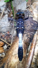 Leucorrhinia caudalis