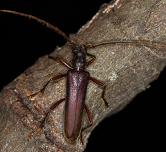 Phlyctaenodes pustulosa