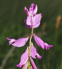 Polygala major