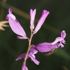 Polygala major