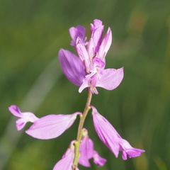 Polygala major