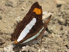 Adelpha thessalia