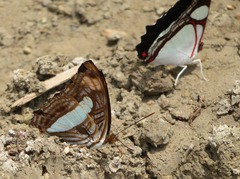Adelpha thessalia