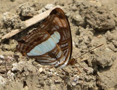 Adelpha thessalia