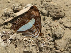 Adelpha thessalia