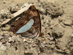 Adelpha thessalia