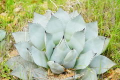 Agave applanata