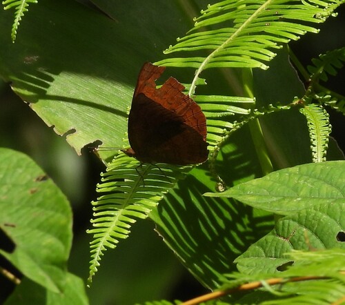 Malayan Castor