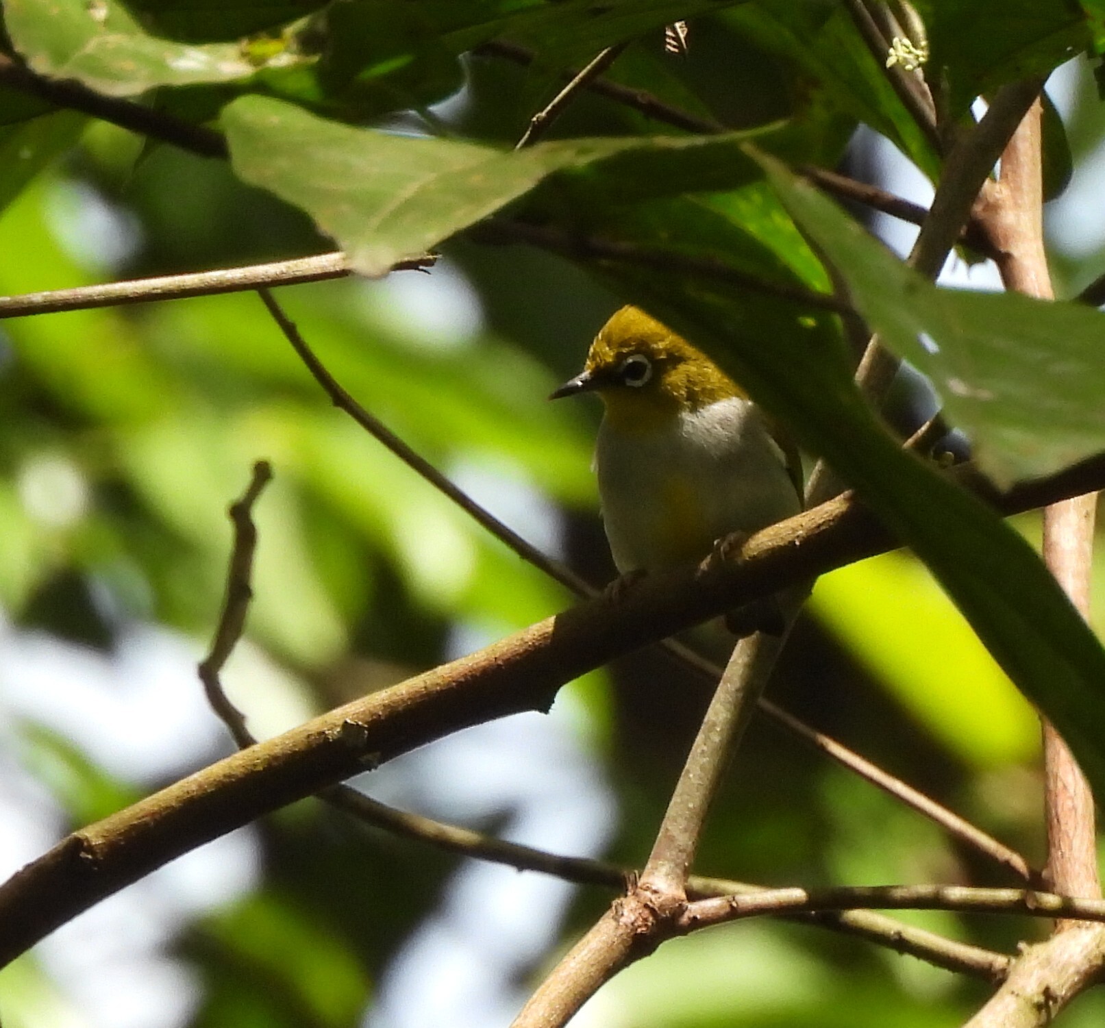 Hume's White-eye (Zosterops auriventer), photo 4