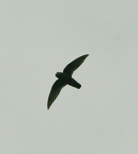 Spot-fronted Swift (Cypseloides cherriei), photo 5