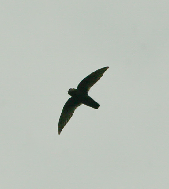 Spot-fronted Swift (Cypseloides cherriei), photo 5