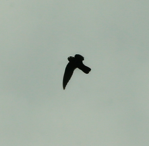 Spot-fronted Swift (Cypseloides cherriei), photo 7