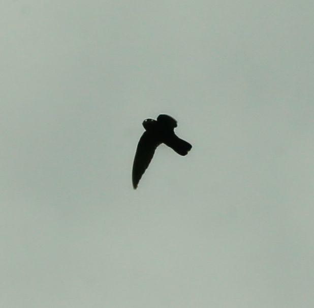 Spot-fronted Swift (Cypseloides cherriei), photo 4