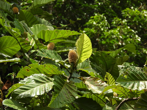 Artocarpus elasticus, photograph 6